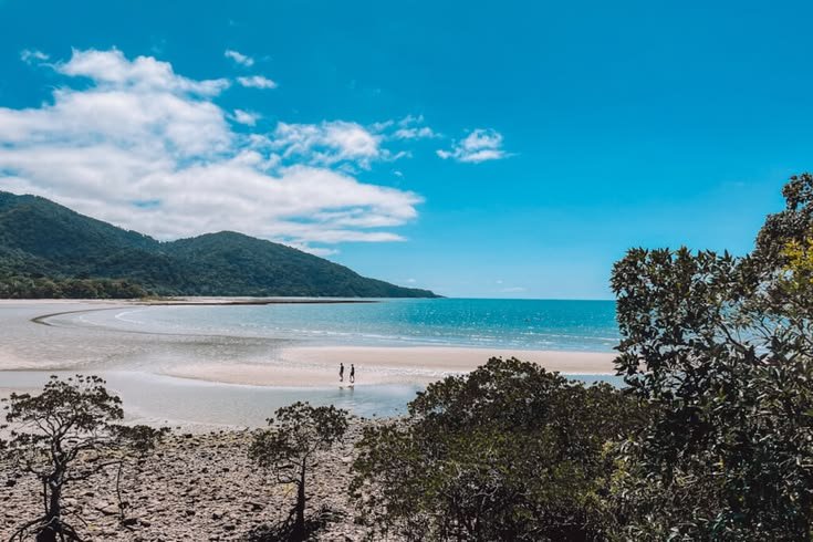 Cape tribulation & daintree rainforest experience